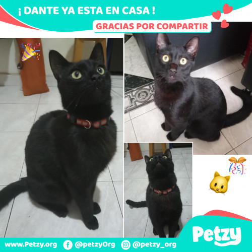 Foto de mascota Dante