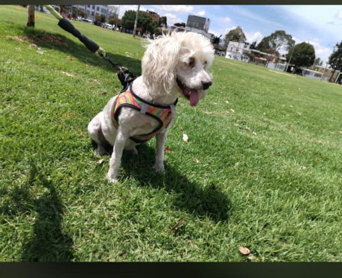 Princesa O Prin