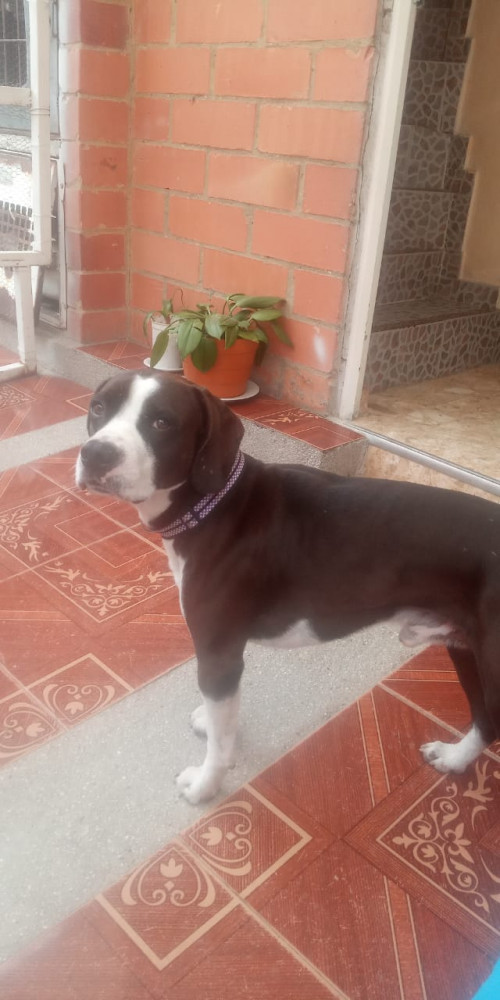 Dingo