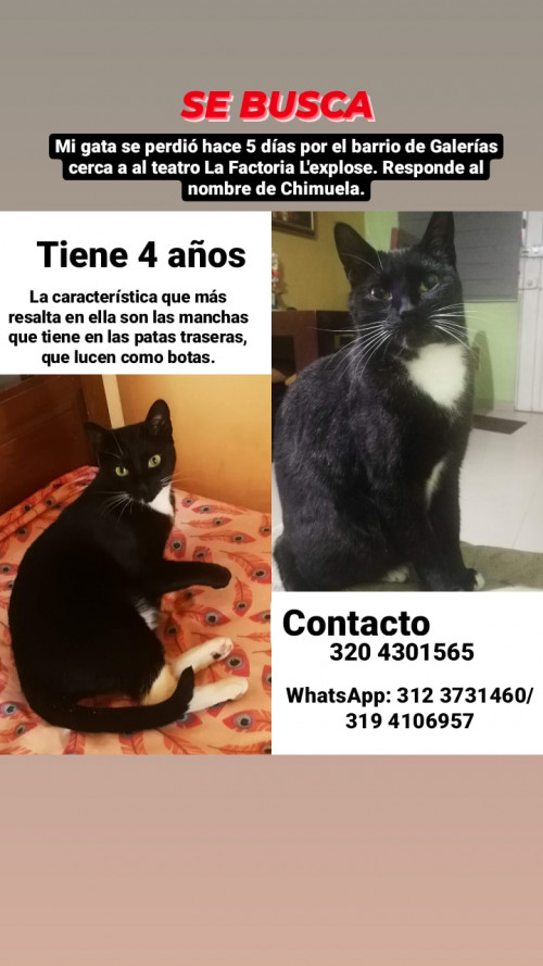 Chimuela
