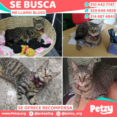 Foto de mascota Blues