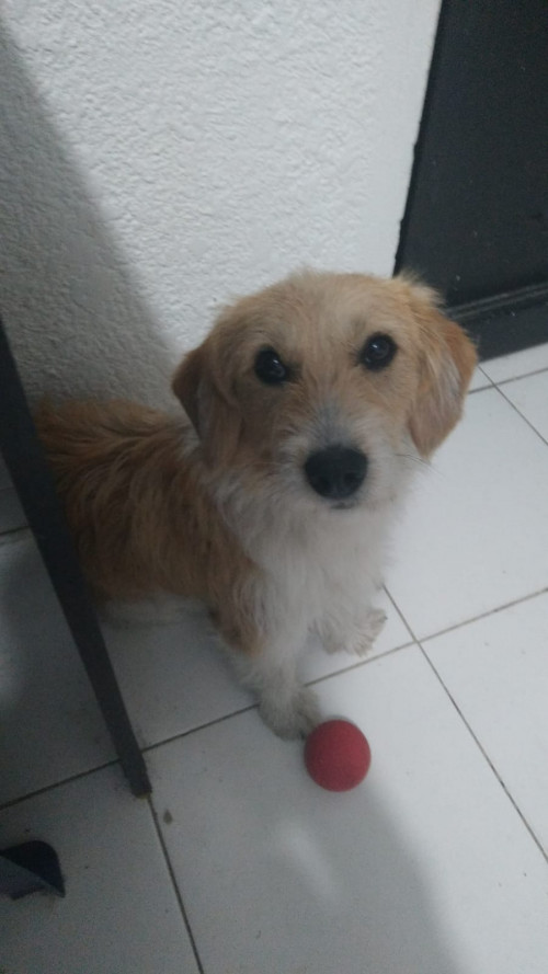 Odie