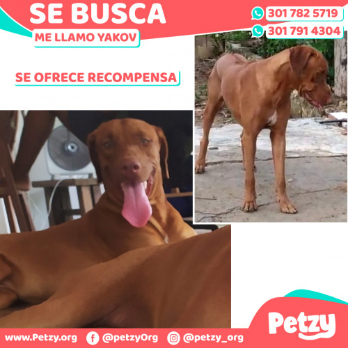 Foto de mascota Yakov