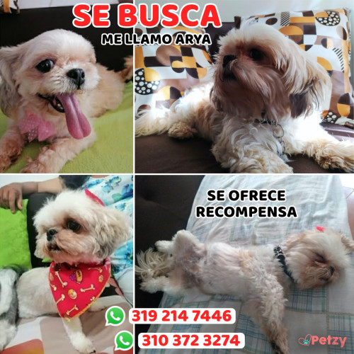 Foto de mascota Arya