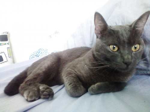 Milu