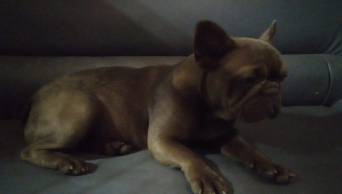 Mocca