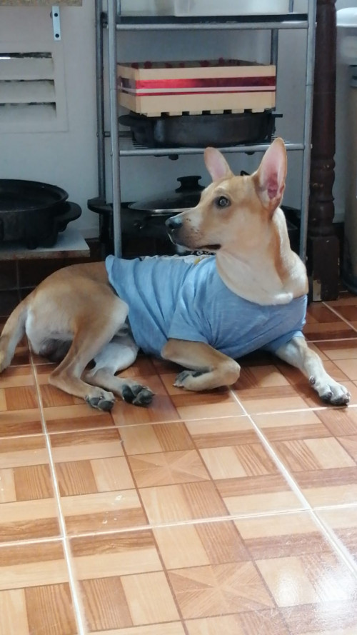 Bruno