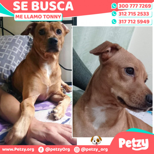 Foto de mascota Tonny