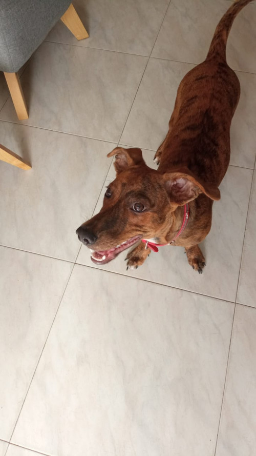 Mía