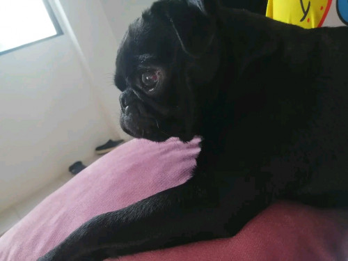 Tofu