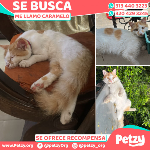 Foto de mascota Caramelo