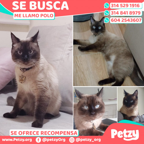 Foto de mascota Polo