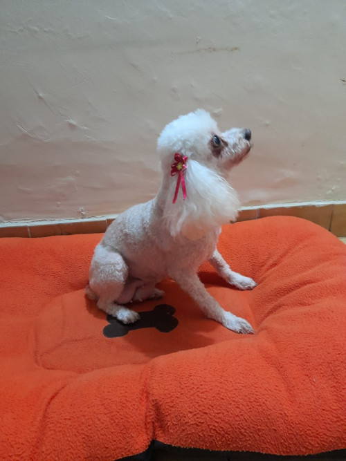 Cholita