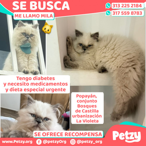 Foto de mascota Mila