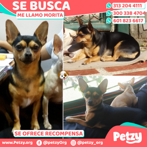 Foto de mascota Morita