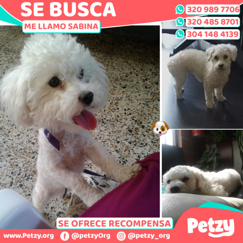 Foto de mascota Sabina