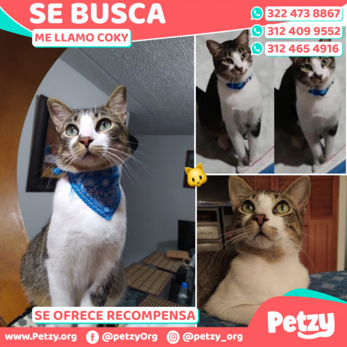 Foto de mascota Coky