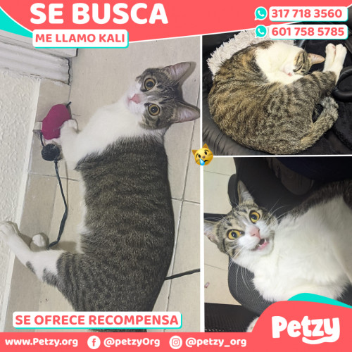 Foto de mascota Kali