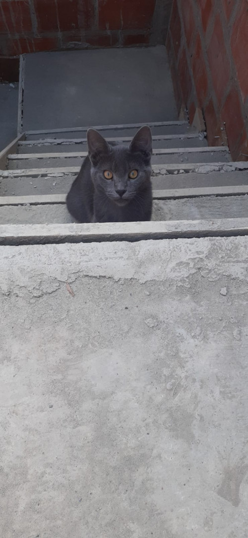 Michu