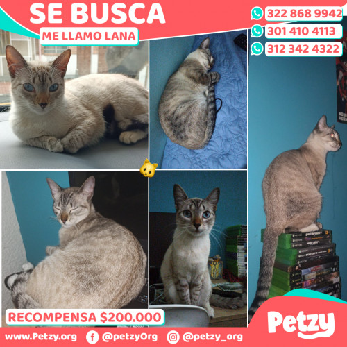 Foto de mascota Lana