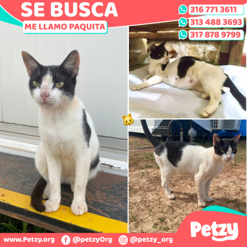 Foto de mascota Paquita