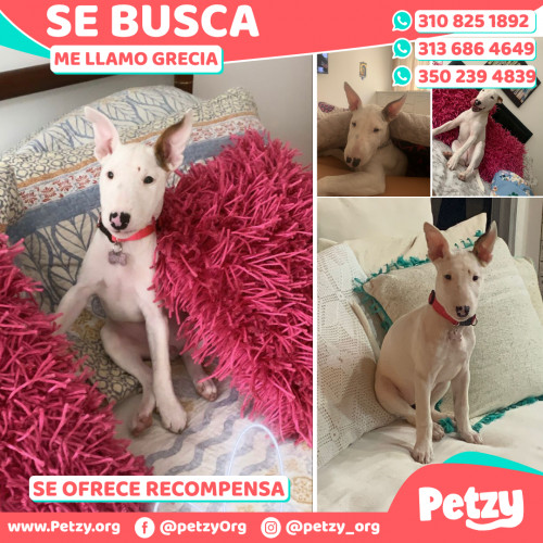 Foto de mascota Grecia