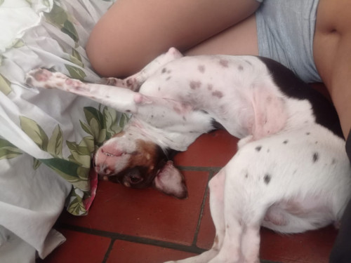 Junior Fernando