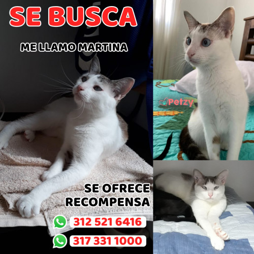 Foto de mascota Martina 