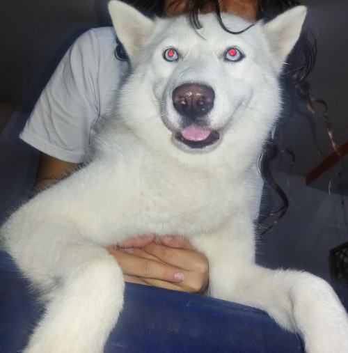 Maya