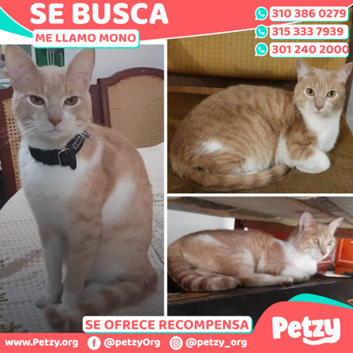 Foto de mascota Mono