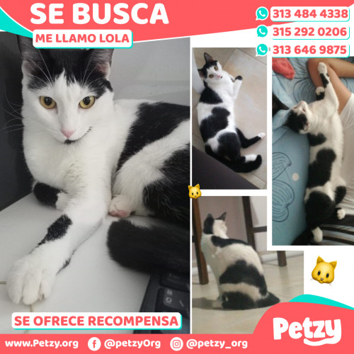 Foto de mascota Lola