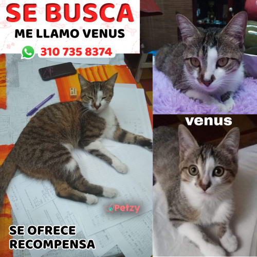 Foto de mascota Venus