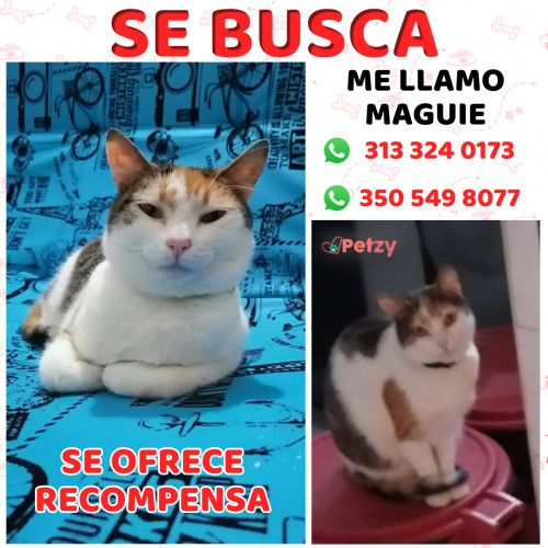 Foto de mascota Maguie