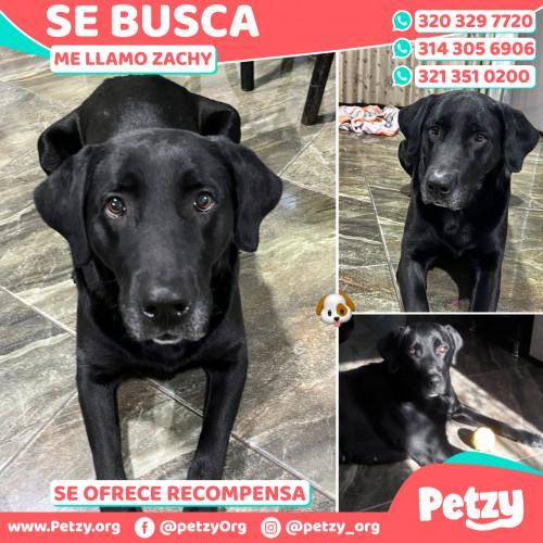 Foto de mascota Zachy