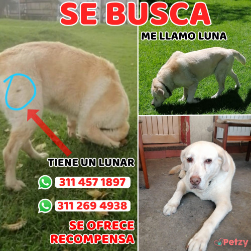 Foto de mascota Luna