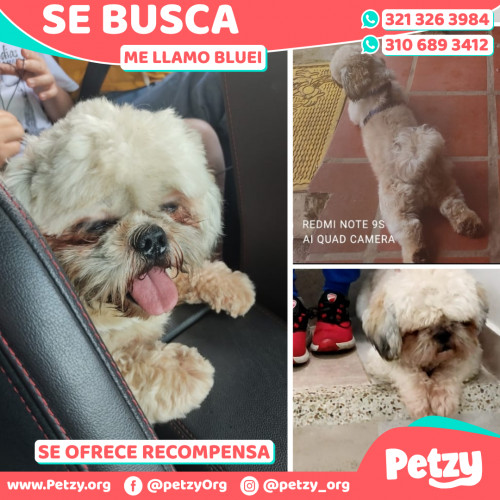 Foto de mascota Bluei