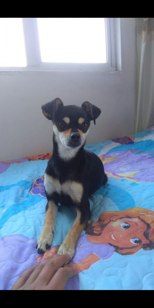 Lulu