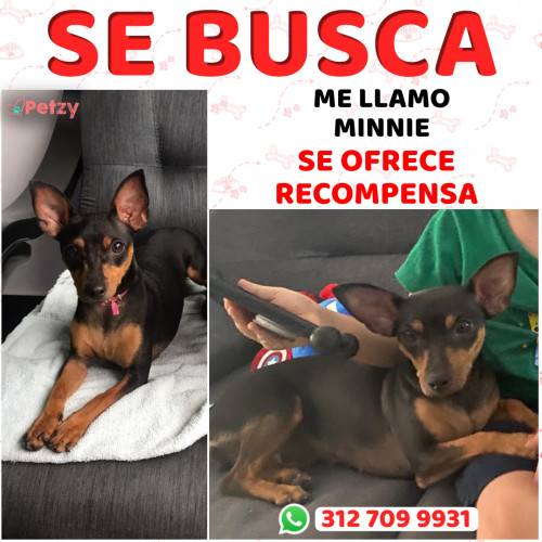 Foto de mascota Minnie