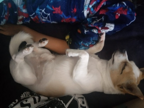 Apolo