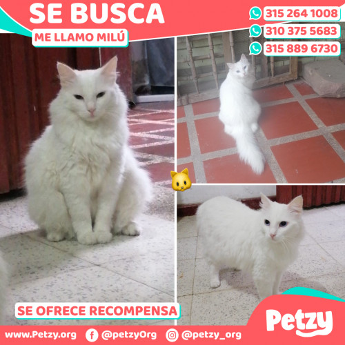 Foto de mascota Milú