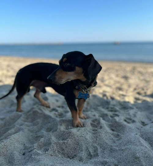 Milo