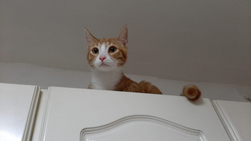 Aron