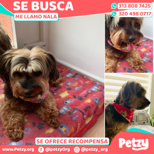 Foto de mascota Nala