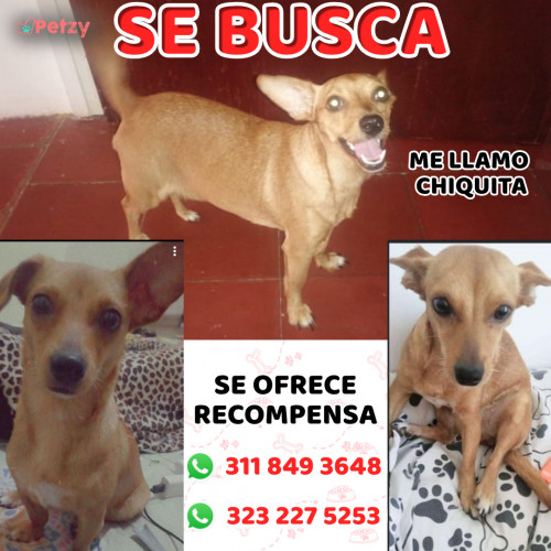 Foto de mascota Chiquita