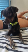 Foto de Zuni en Medellín Antioquia #2