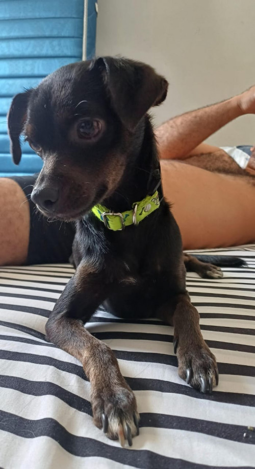 Zuni