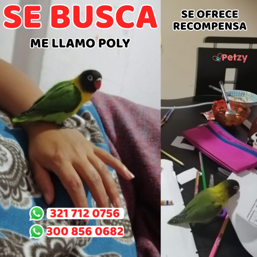 Foto de mascota Poly