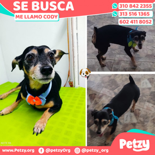 Foto de mascota Cody