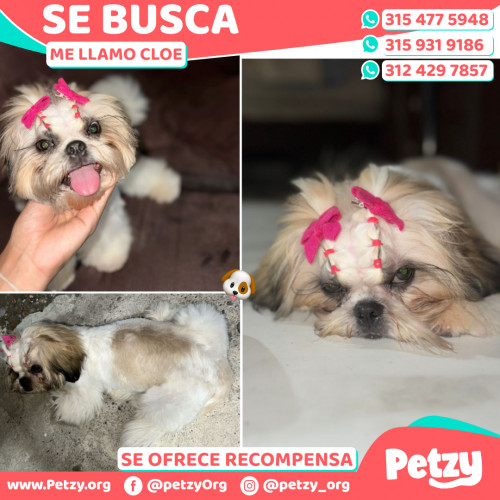 Foto de mascota Cloe