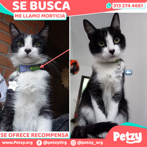 Foto de mascota Morticia